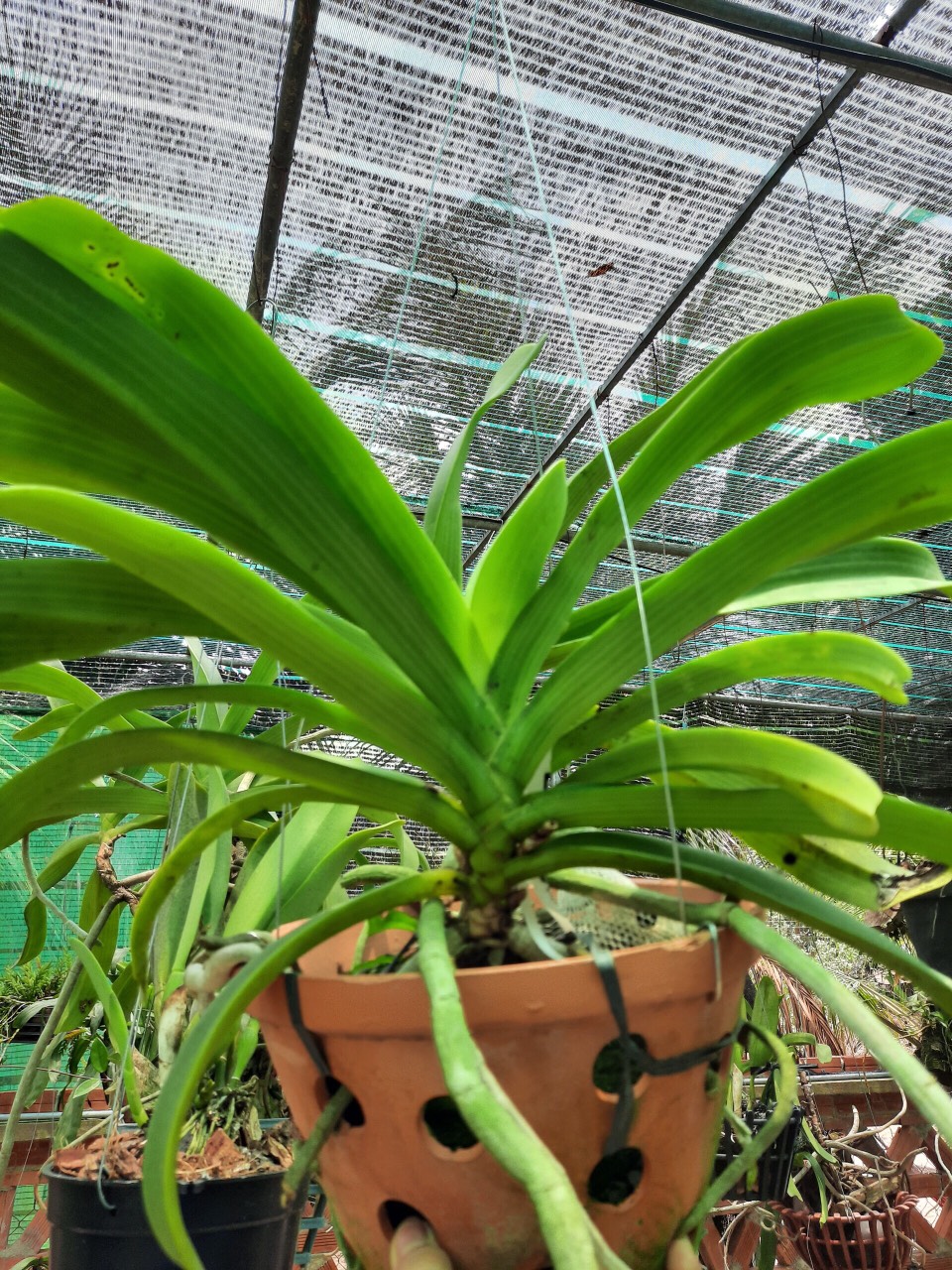 Lan rừng ngọc điểm