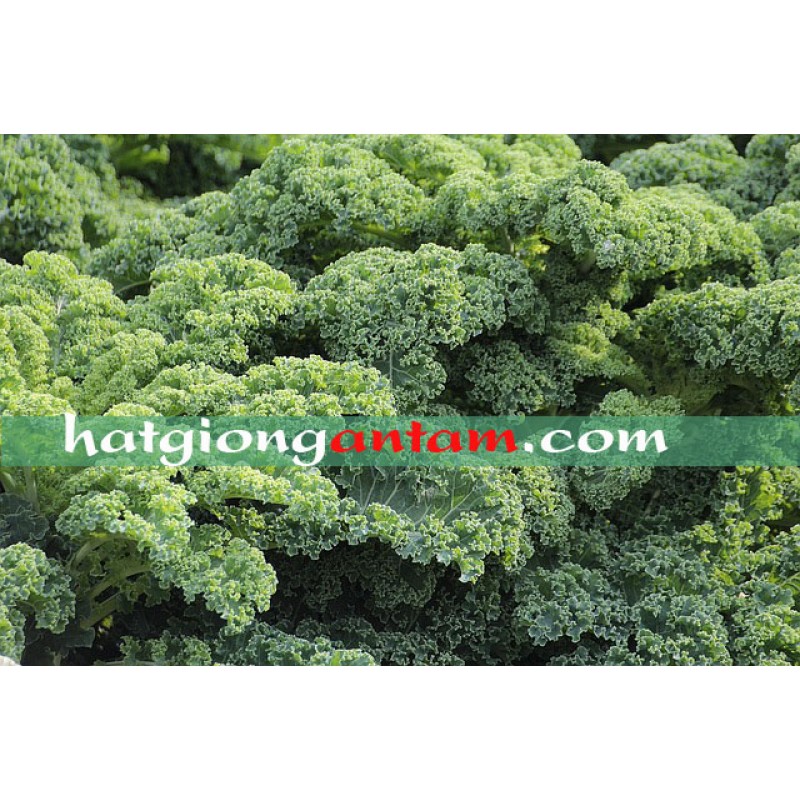 Hạt giống cải xoăn kale rạng đông gói 5gram
