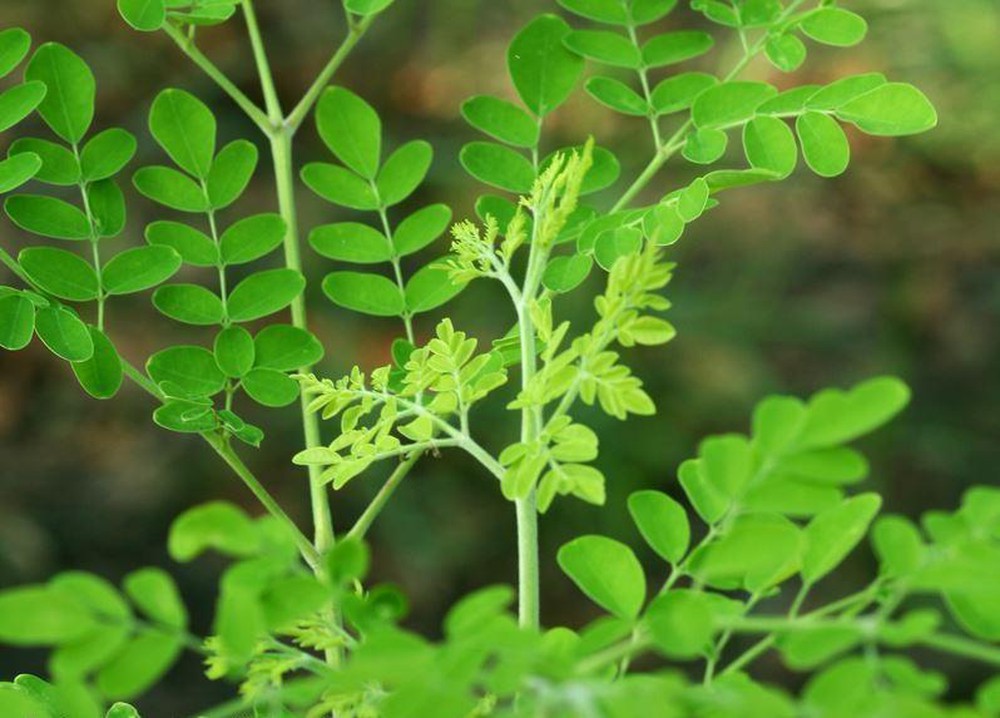Hạt giống cây chùm ngây - tặng gói hạt giống ngẫu nhiên