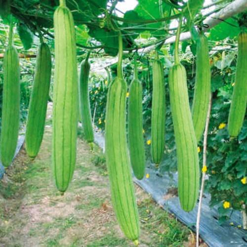 Hạt giống mướp hương Thái Lan-10 hạt, đảm bảo cung cấp các sản phẩm đang được săn đón trên thị trường hiện nay