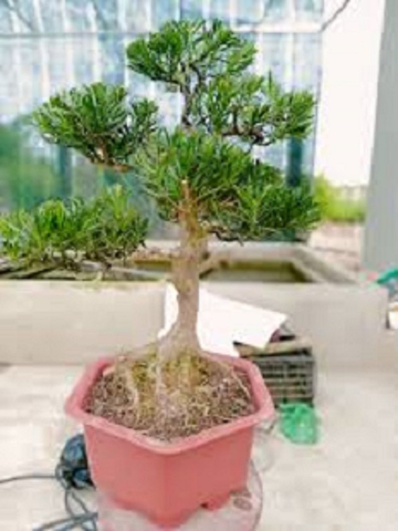 AsQFarjIqNZc6mt0o7KT_simg_d0daf0_800x1200_max.jpg