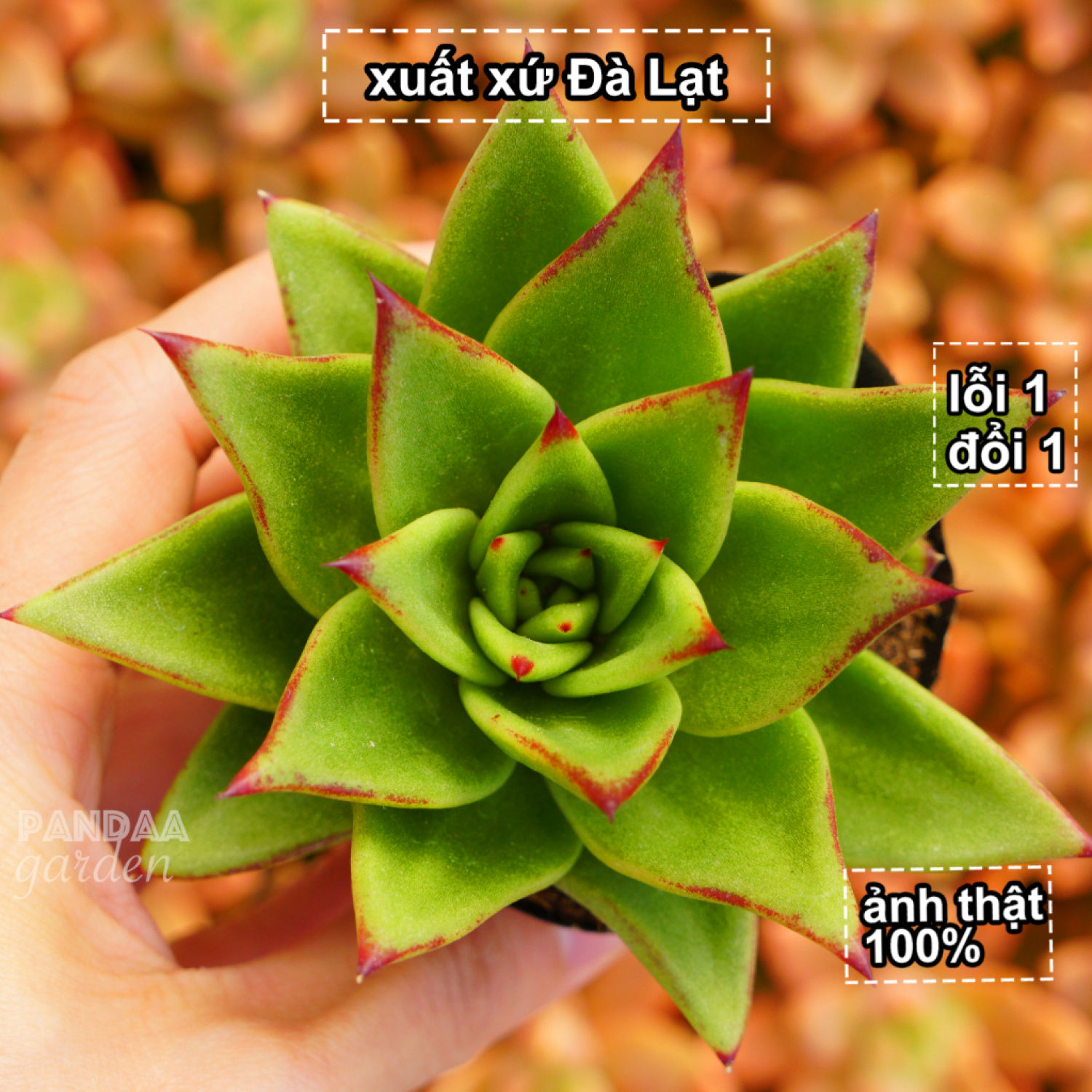 Sen đá đế vương xanh size 5 - 8cm giống mới siêu đẹp lá dài, vườn sen đá pandaa garden đà lạt thuần khí hậu, lỗi 1 đổi 1