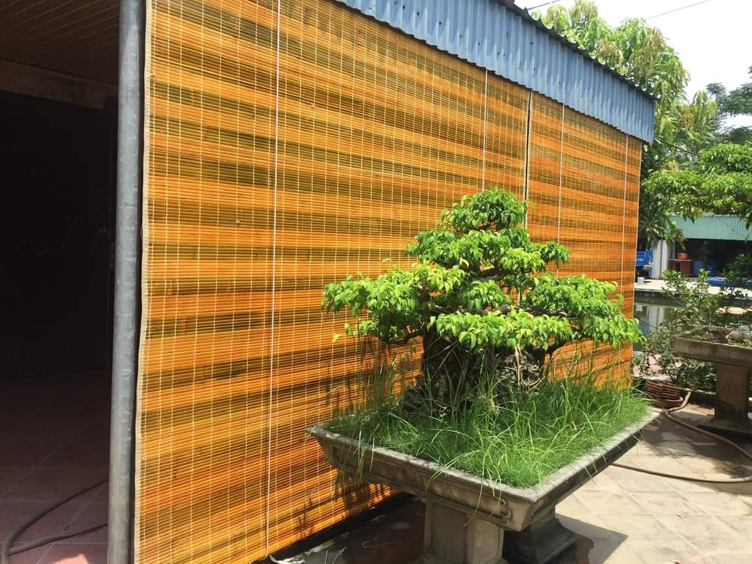 mành tre trúc sơn  vàng giá rẻ