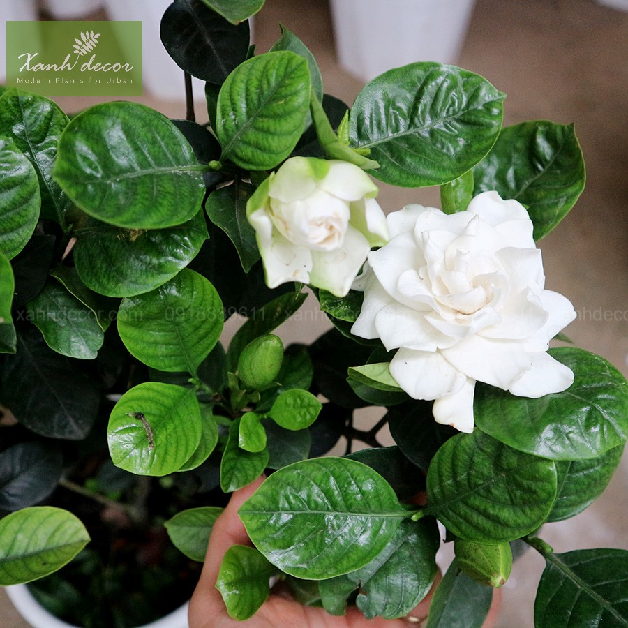 BẦU CÂY GIỐNG Hoa BẠCH THIÊN HƯƠNG -nguyên bầu cây giống