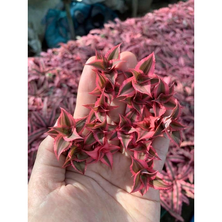 Cây Dứa mini, dứa phụng, dứa màu, dứa nam mỹ set terrarium bán cạn