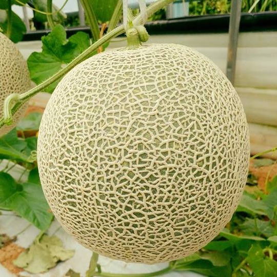 [HCM]10 Hạt Giống Dưa Lưới LAi F1