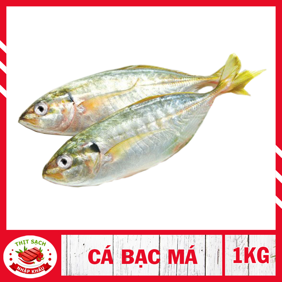 Cá bạc má - Cá bạc má đông lạnh dùng cho nhiều món ngon
