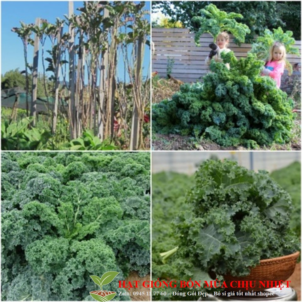 29C Hạt Giống Rau Cải Xoăn Xanh Kale 20 Hạt
