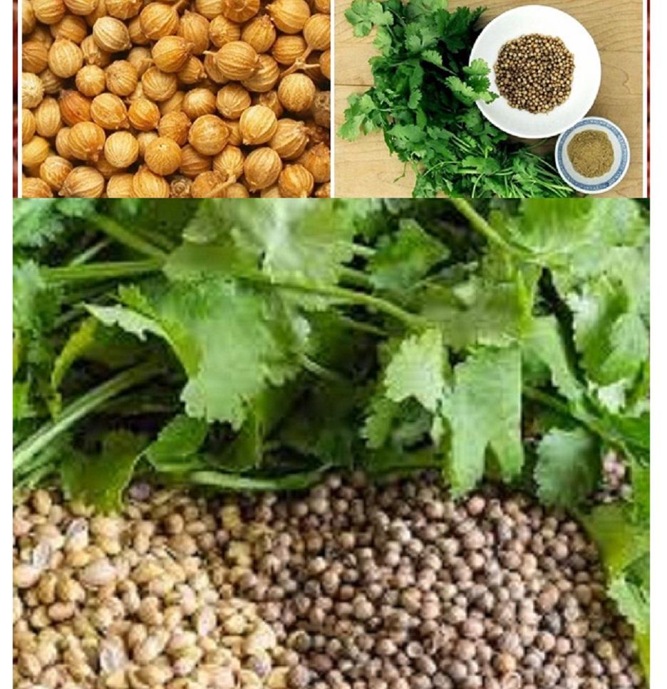 Hạt mùi - 1kg - có tặng quà