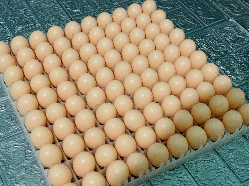 [HCM]Khay ấp 100 trứng Khay ấp trứng gà Khay ấp trứng vịt khay ấp trứng mic