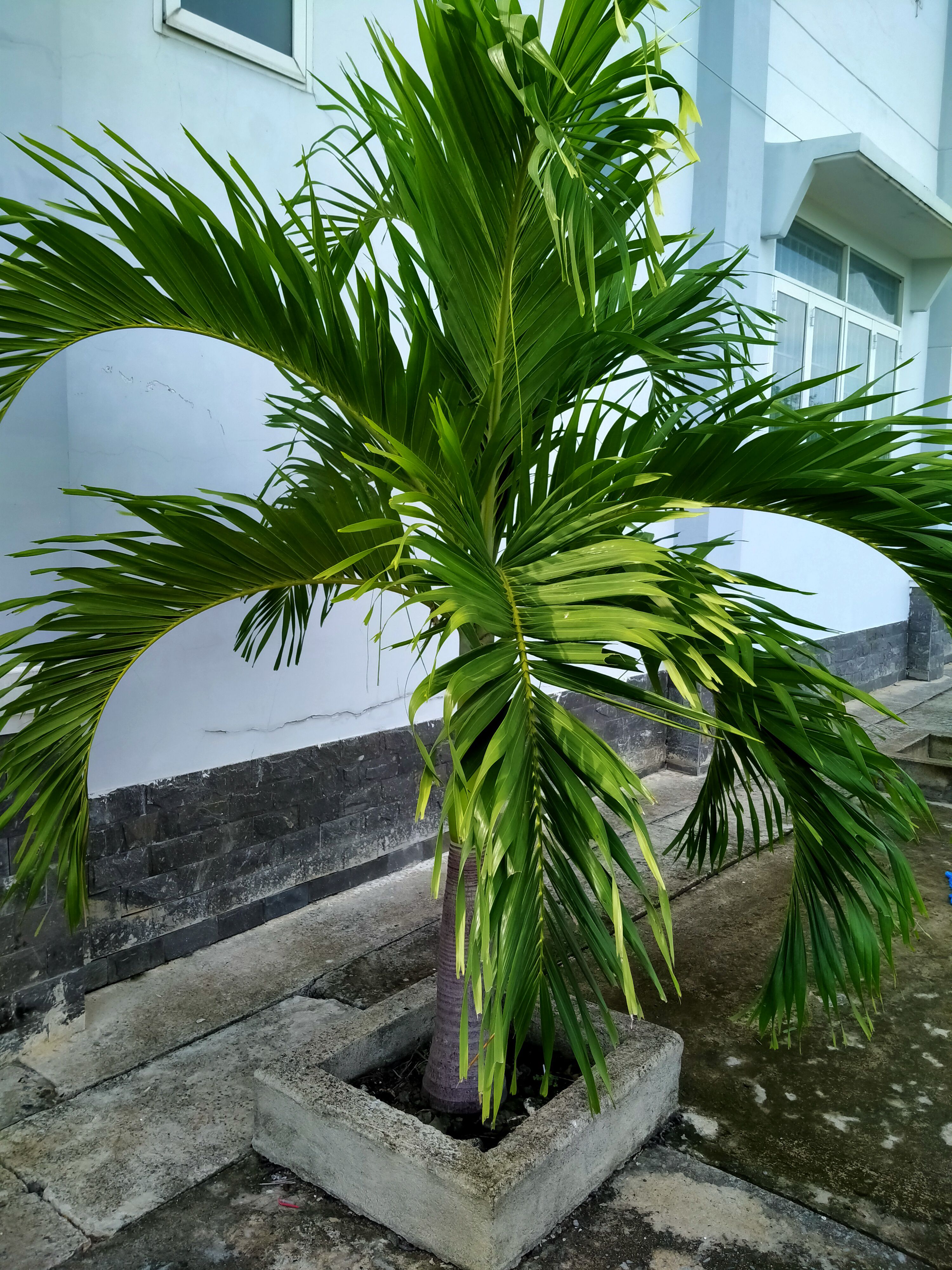 combo 6 cây cau thái trắng