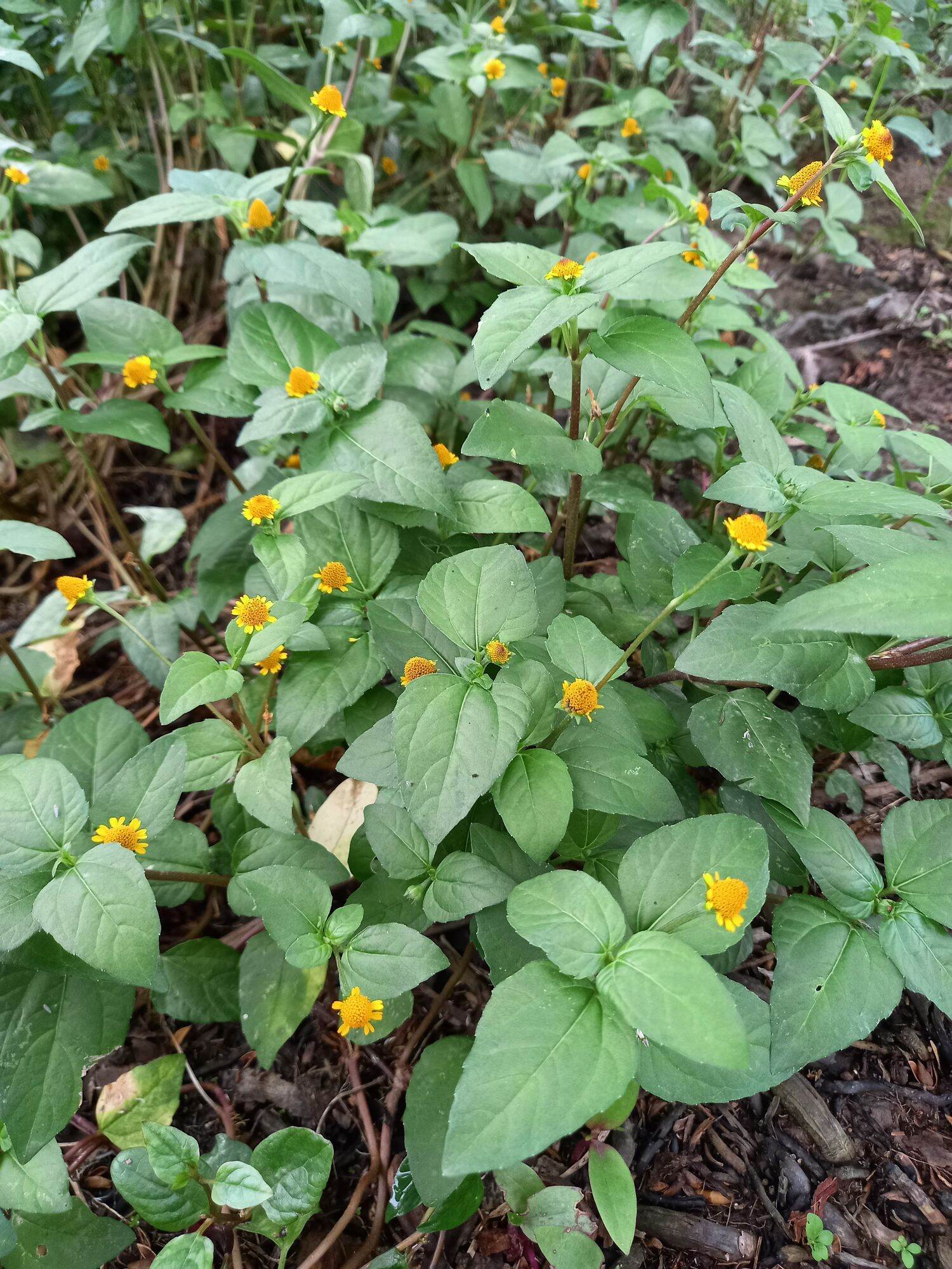 [Chỉ giao miền Nam 1-2 ngày tới] Nửa kg thân lá cây Hoa Cúc Áo tươi (Ngổ Áo - Cây Nút Áo - Nụ Áo Vàng - Cúc Áo Hoa Vàng - Cỏ Thẻ - Cúc Lác - Cỏ Nhỏ - Hàn Phát Khát - Cây Nhứt Răng), đóng gói hút ẩm, đảm bảo tươi nguyên