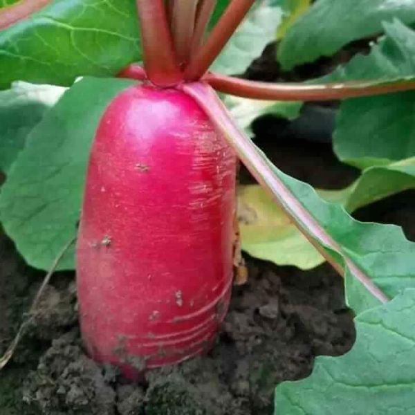 Hạt giống củ cải đỏ dài gói 100 hạt