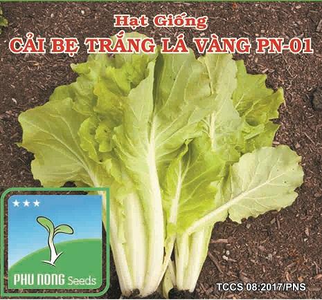 hạt giống cải bẹ trắng lá vàng