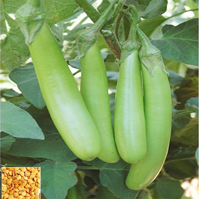 Hạt giống cà xanh mỡ
