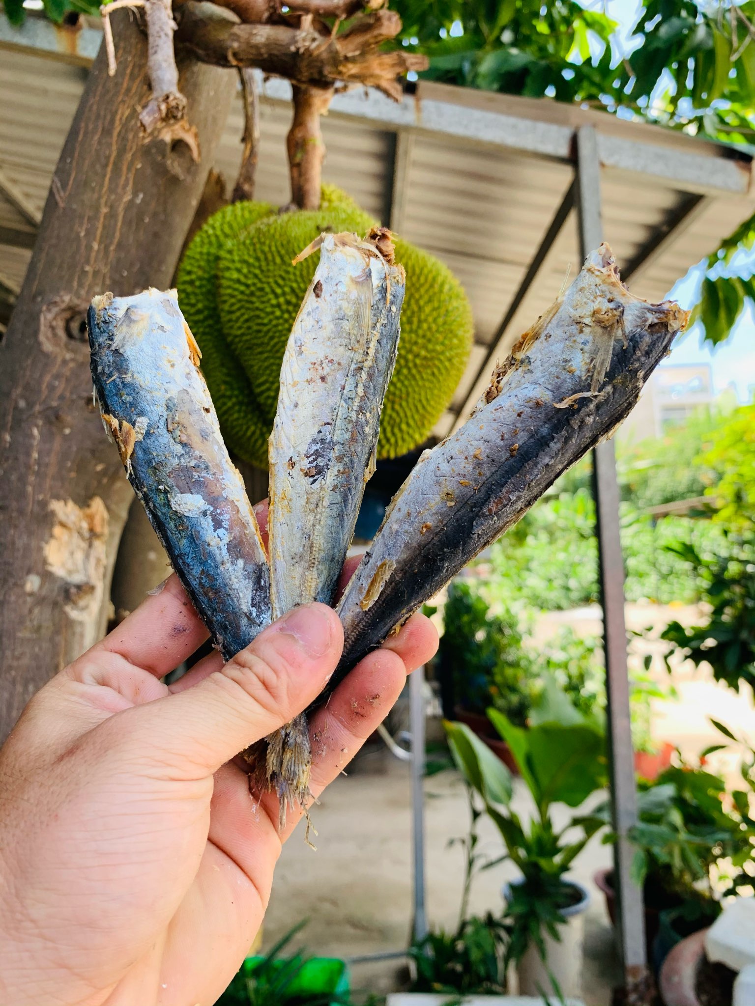Cá nục hấp kho, ca luc khô - khô cá nục bỏ đầu loại to, thịt dai, thơm ngon giàu dinh dương , sạch sẽ, an toàn - 100% tự nhiên.1kg, 500gr, 100gr