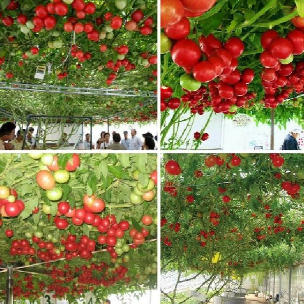 Hạt giống Cà chua bạch tuộc ( leo giàn )gói 10 hạt-tặng kèm phân bón