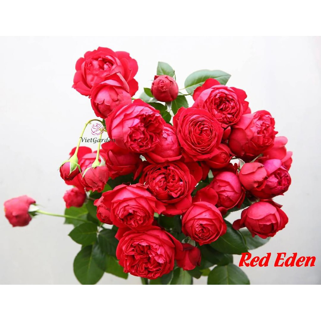 Cành Chiết Hồng Leo Red enden