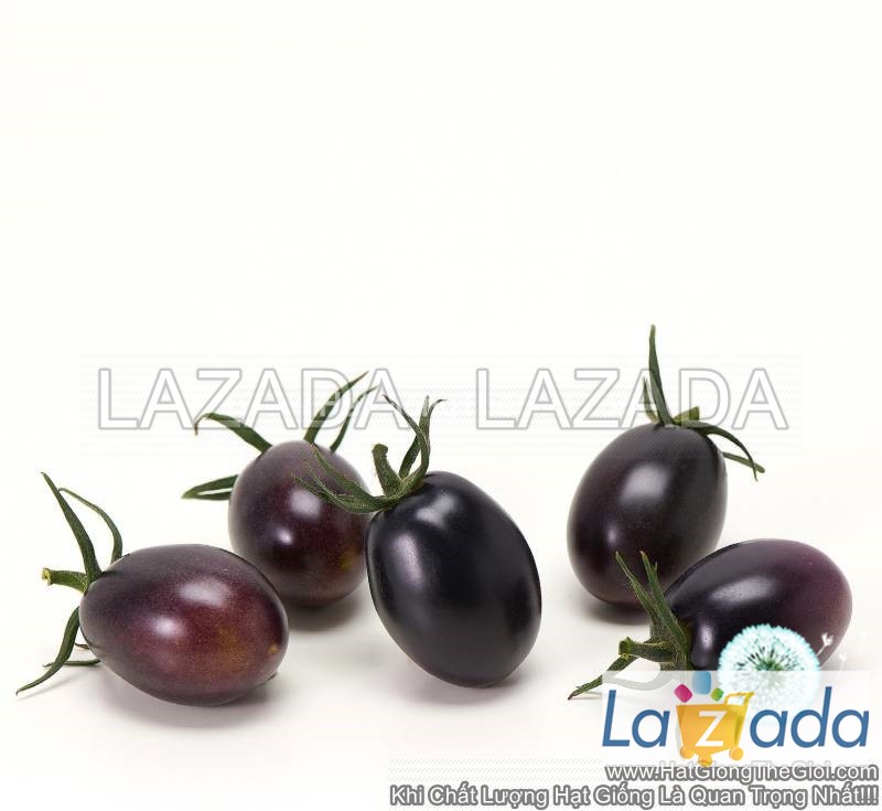 25.hat hạt giống cà chua nho đen tg208