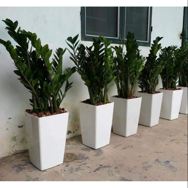 Combo HOT 5 châu vuông cao rộng 25cm cao 40cm siêu đẹp