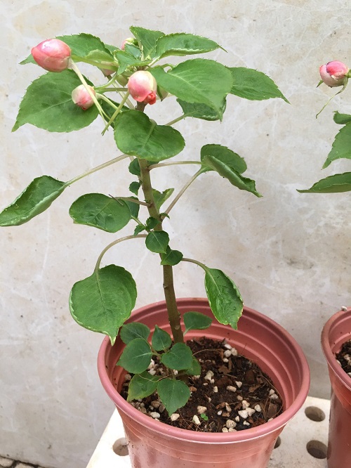 Chậu cây giống hoa ngọc thảo xoắn kép mix màu # chậu đang hoa đẹp, cây khỏe nhiều mầm to, hoa bền cánh kép