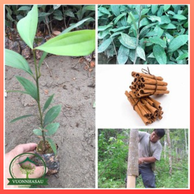 Cây quế giống cây cao 40-50cm