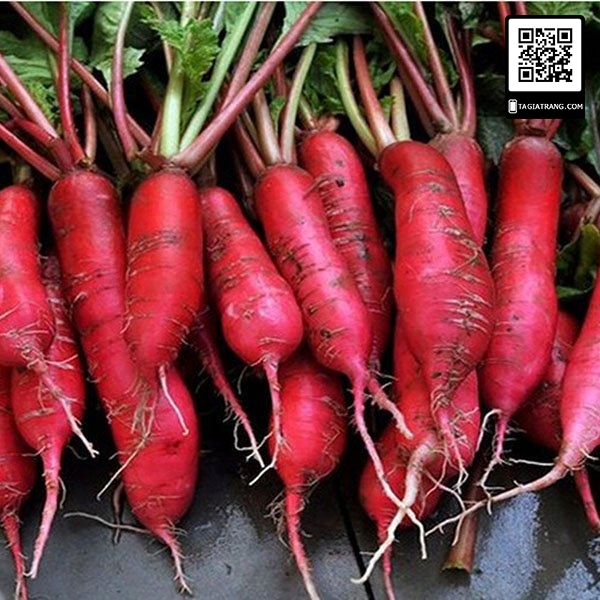 Hạt giống củ cải đỏ dài - Gói 2g