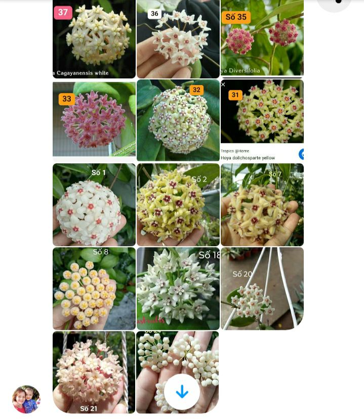 Combo 5 cây cẩm cù giống có chậu