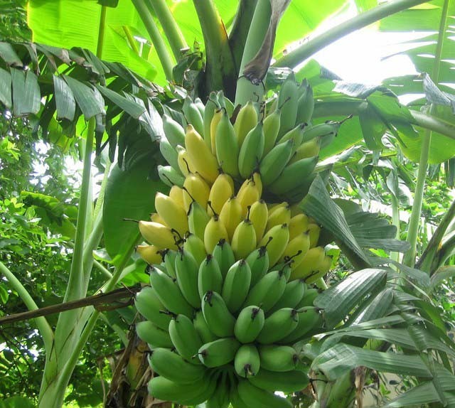 CÂY GIỐNG Chuối tây lùn + Tặng 2 Cây Quế Giống