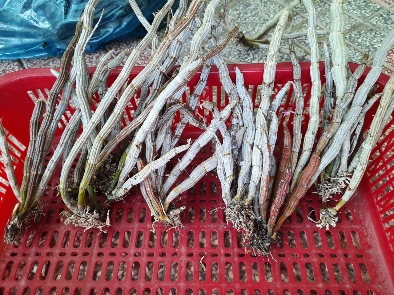 lan rừng 0,5kg combo 2 loại Hoàng lạp + Báo Hỷ (đa thân xuống lá)