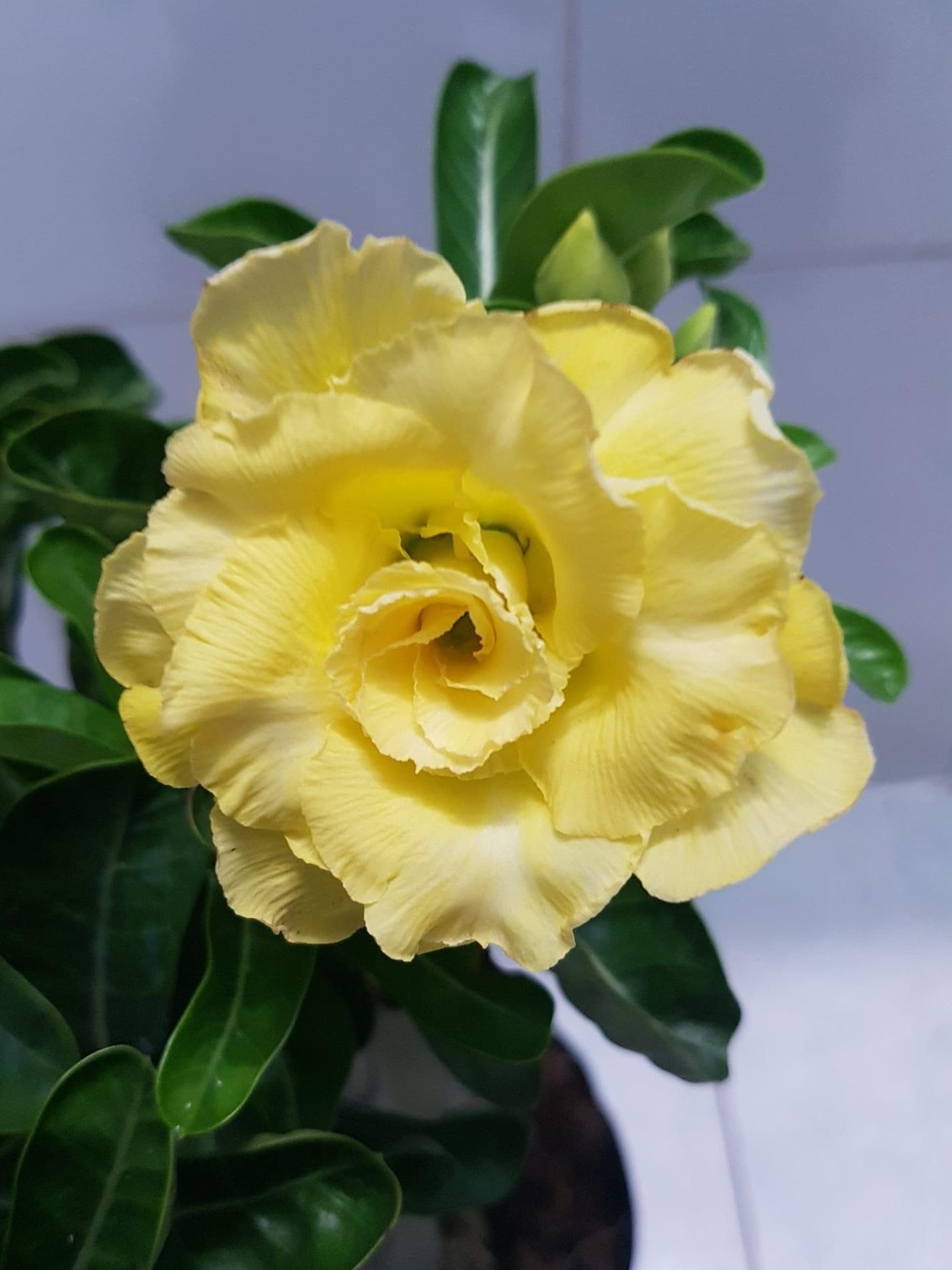 Cây hoa sứ giống hoa kép màu vàng đẹp