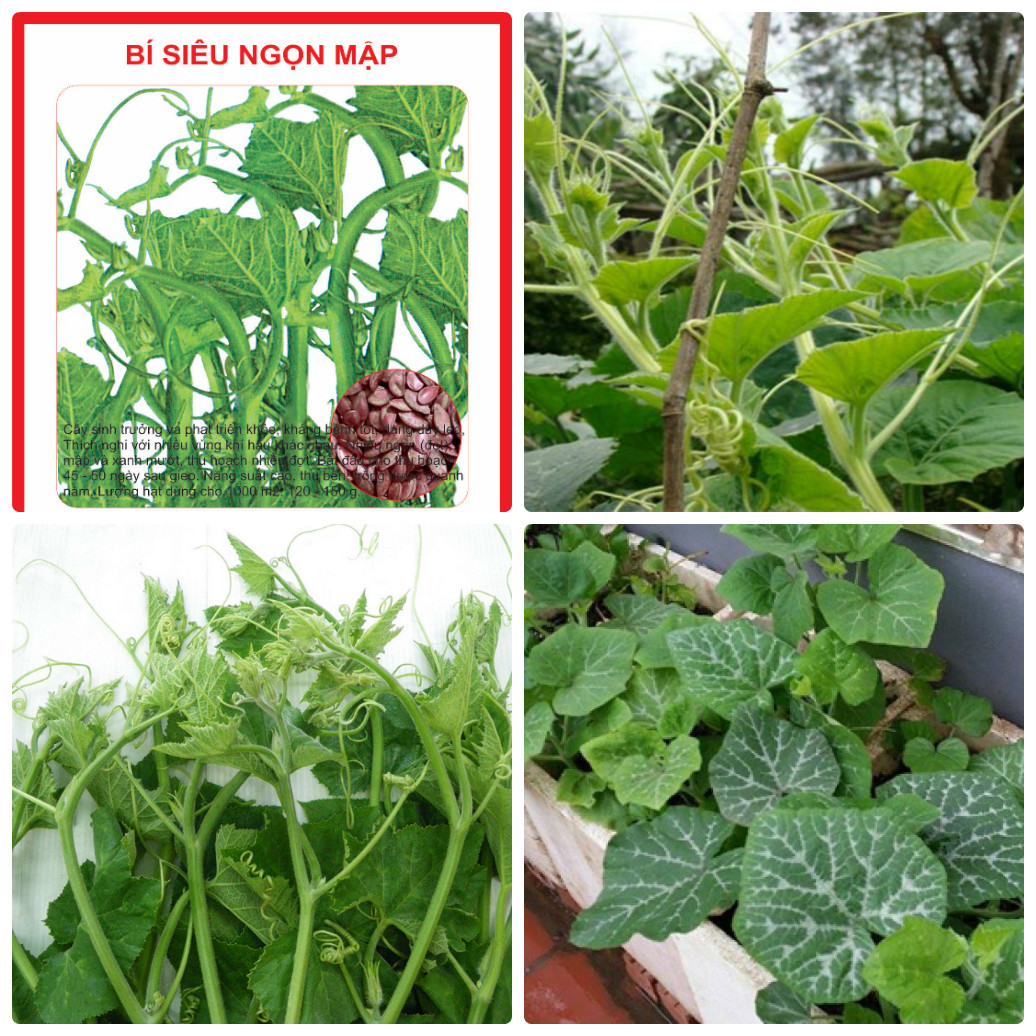 Hạt giống bi ngọn ct06- gói 5gram
