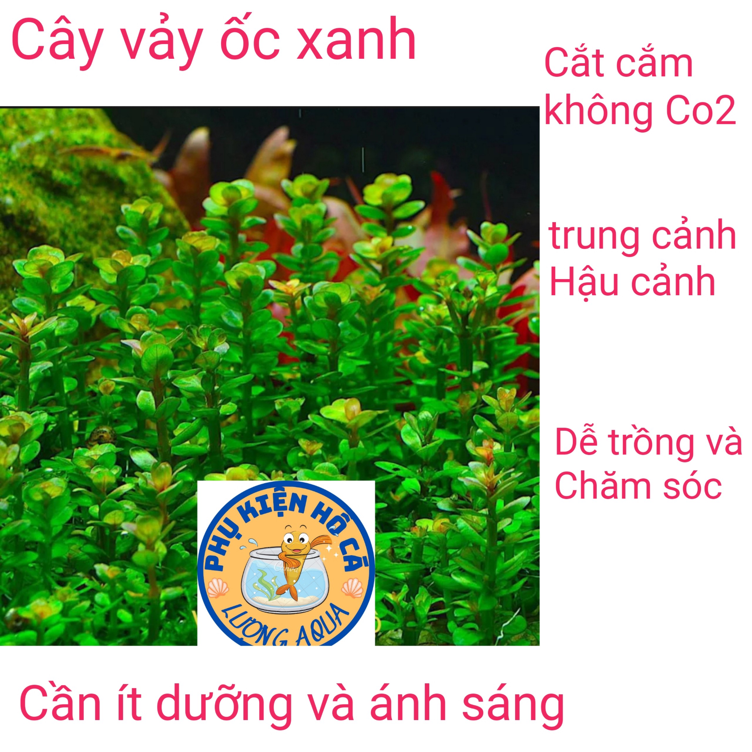 Cây thủy sinh vảy ốc xanh,cắt cắm,cây thủy sinh không co2,phụ kiện trang trí hồ cá cảnh,thủy sinh,hòn non bộ phần 5 ngọn