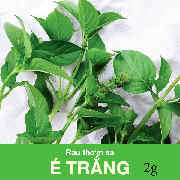 Giống Rau Thơm Sả ( É Trắng)_gói 2gram