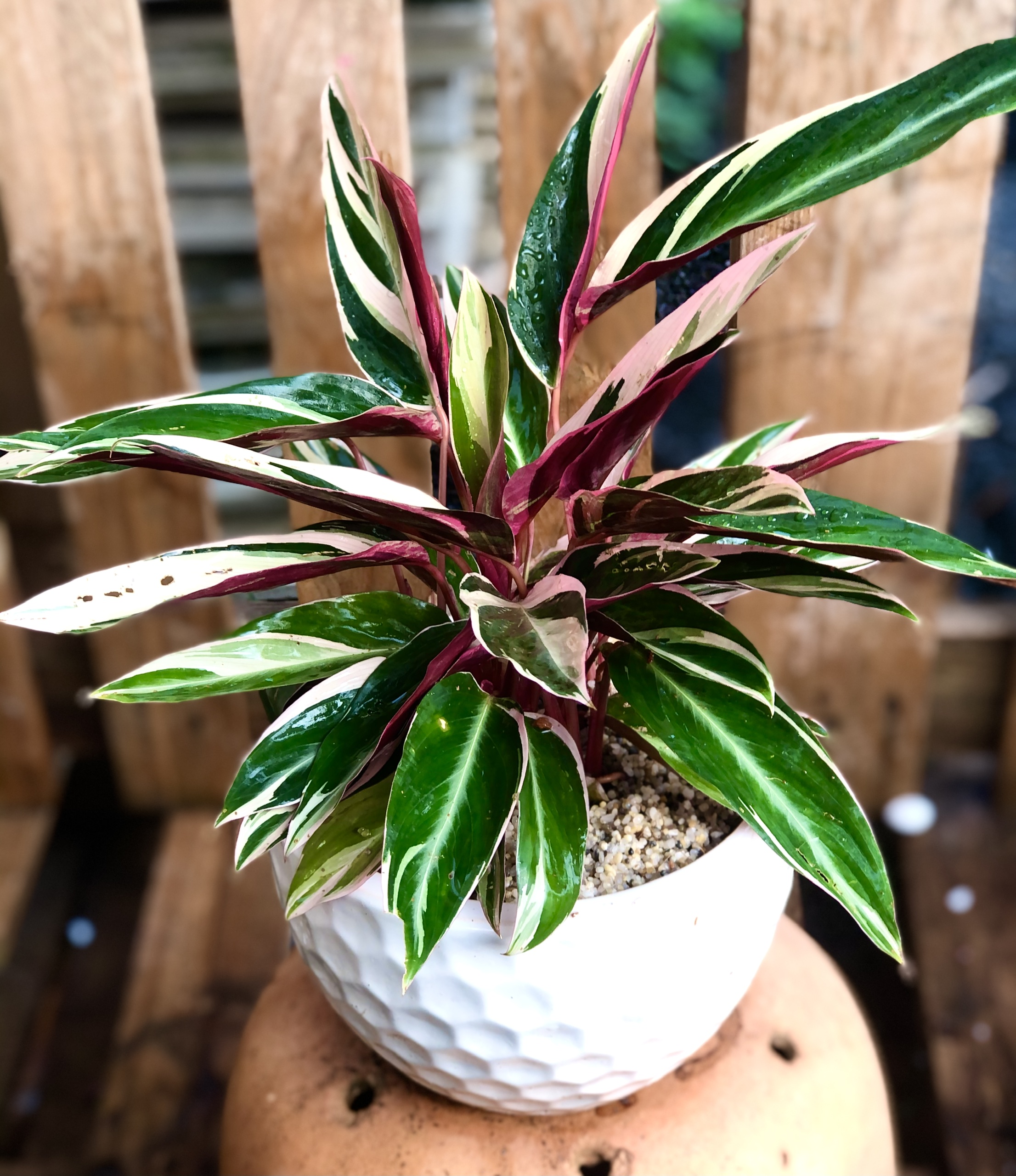 Chậu sứ cây Hồng Quân Tử tặng kèm đá trang trí