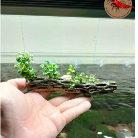 Lũa Cholla Xương Rồng Cho Tép Cảnh