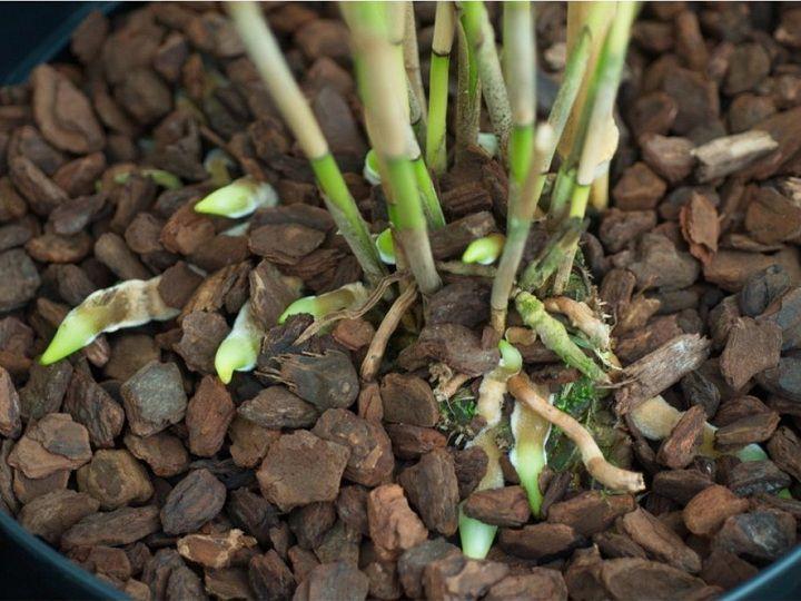 Vỏ thông trồng lan hàng Việt Nam đánh tròn đầu, hàng đẹp size 2-3 cm 1kg