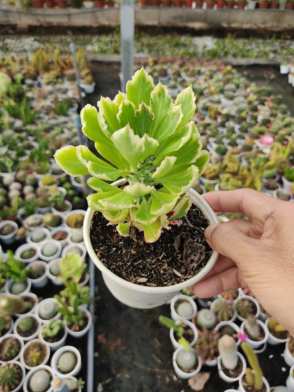Xương rồng kỳ lân đỏ