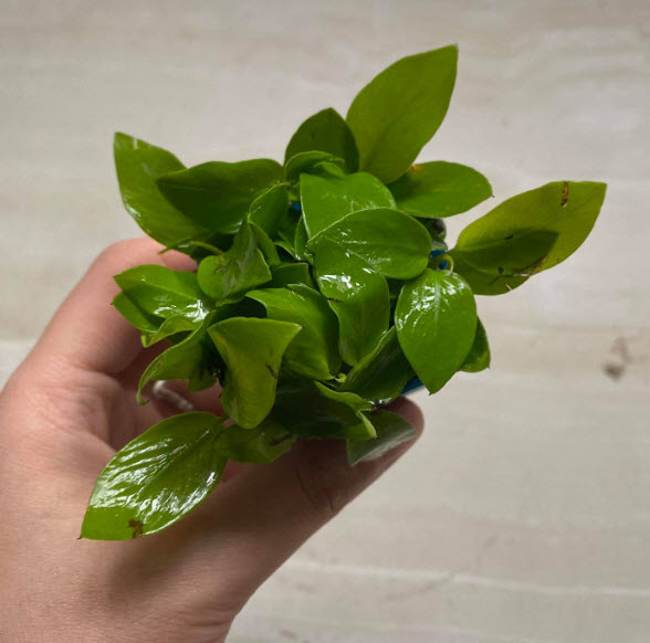 [Hoàn Tiền 10%] Ráy Lá Vàng