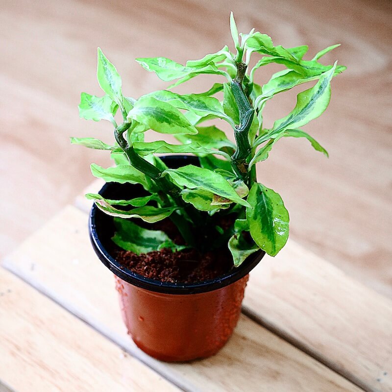Chậu cây Euphorbia tithymaloides (Devil’s Backbone)