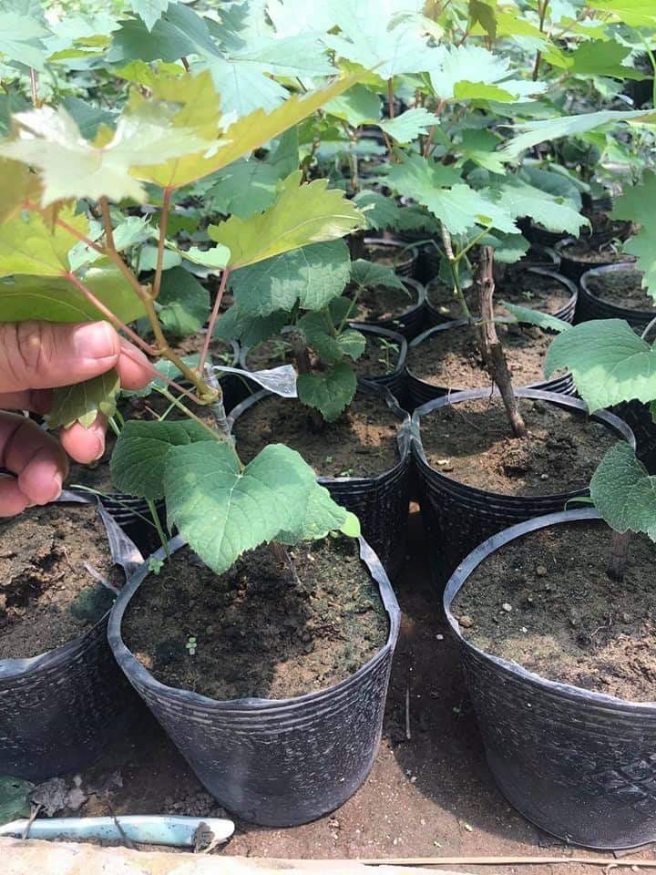 Cây giống nho móng tay