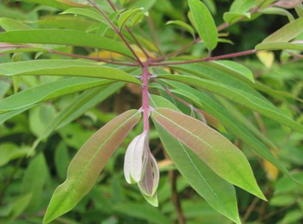 Combo 2 câyđỏ ngọn đa tác dụng - Cây trong bầu