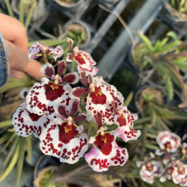 VŨ NỮ BÚT CHÌ CÂY GIỐNG CỰC KY SIENG HOA