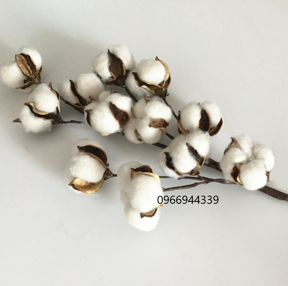 Ảnh shop chụp. hoa bông gòn, hoa khô trang trí, hoa giả như thật - hoa trang trí