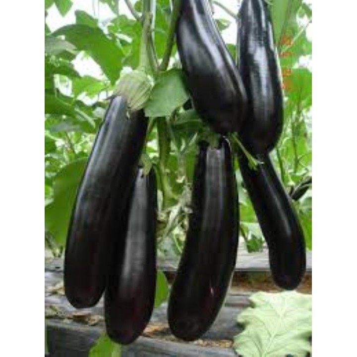 100 Hạt Giống Cà Tím Dài Đen