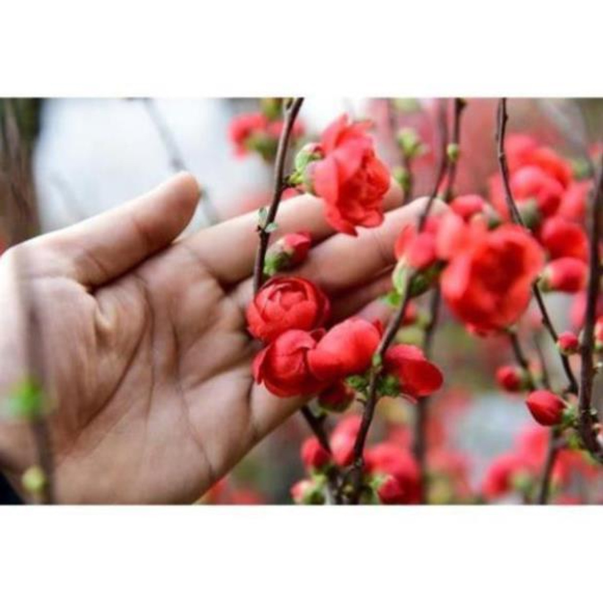 Cây giống hoa mai đỏ, chơi tết, đem lại tài lộc cho gia chủ