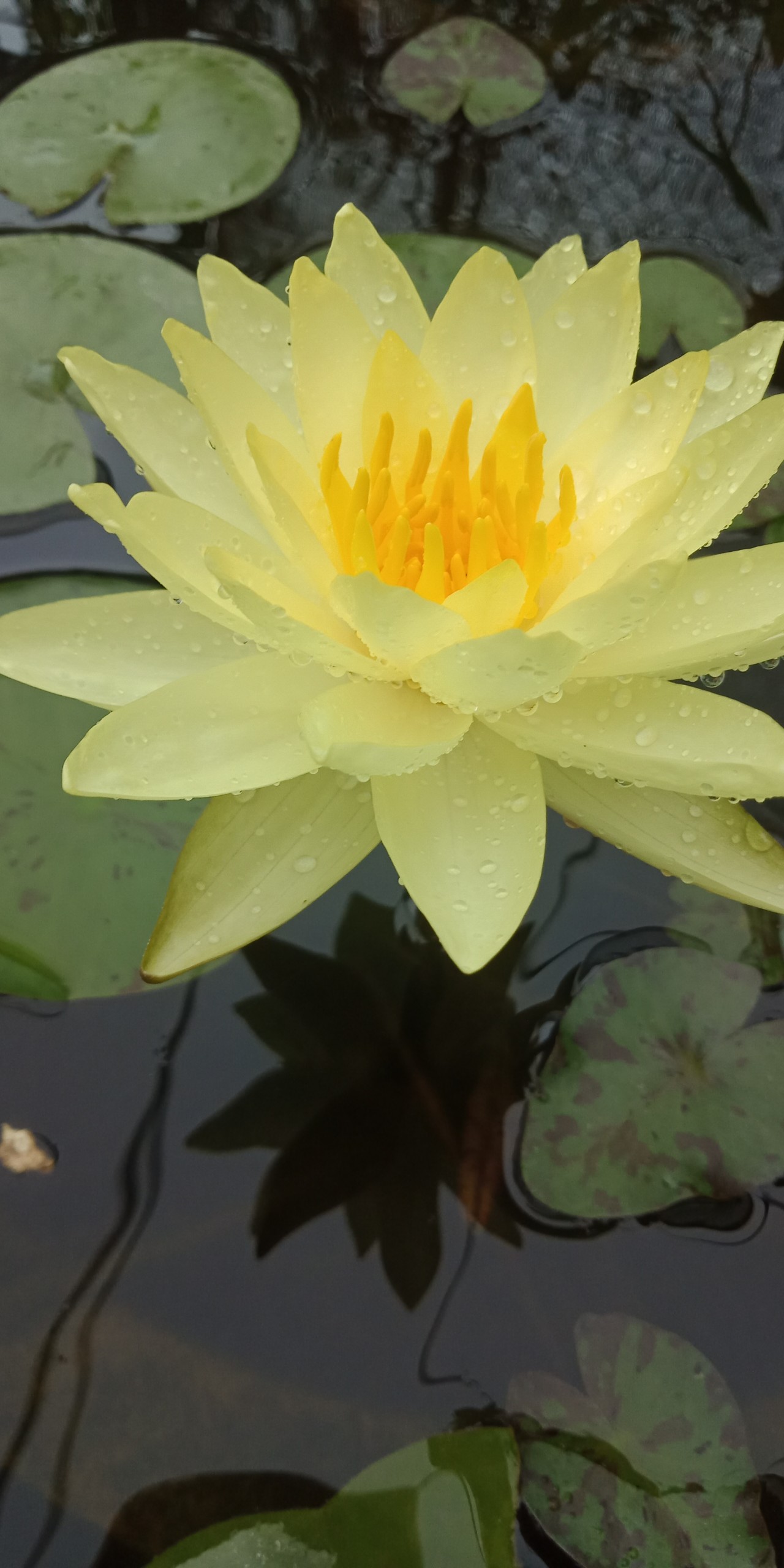 Cây hoa súng thái màu vàng
