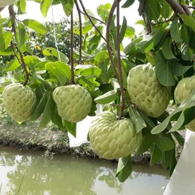 cây mãng cầu na thái lan combo 2 cây