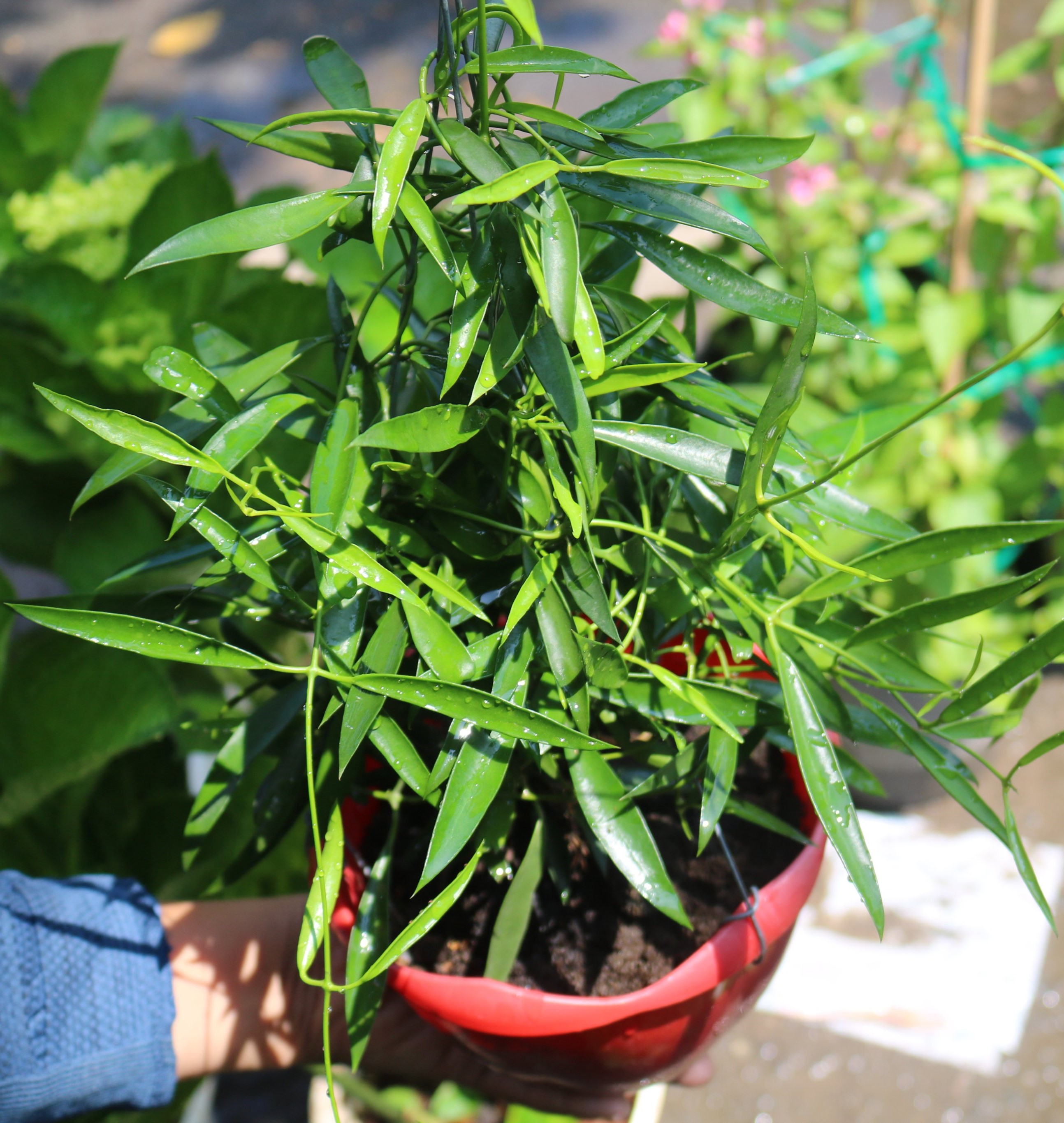 Chậu treo dây Trúc leo