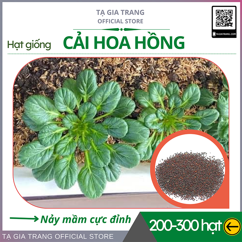 Hạt giống rau cải hoa hồng - Gói 5g